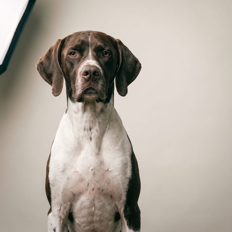 Beau, an English pointer, sitting